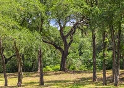 Austin Real Estate